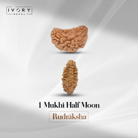 1 Mukhi Rudraksha Bead