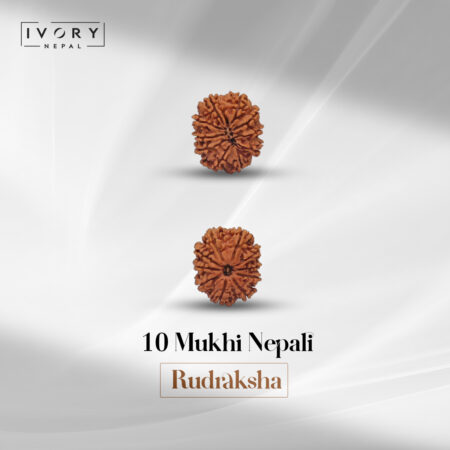 10 Mukhi Rudraksha Bead