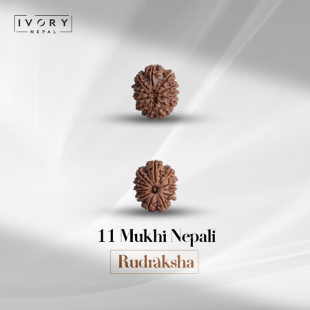11 Mukhi Rudraksha Bead