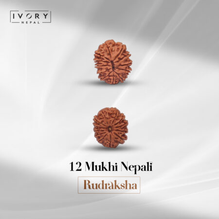 12 Mukhi Rudraksha Bead