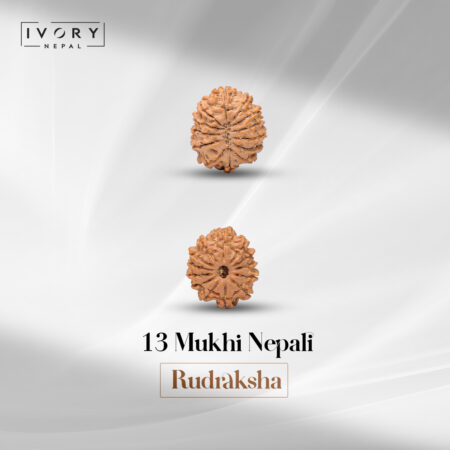 13 Mukhi Rudraksha Bead