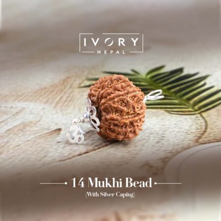 14 Mukhi Rudraksha Pendant