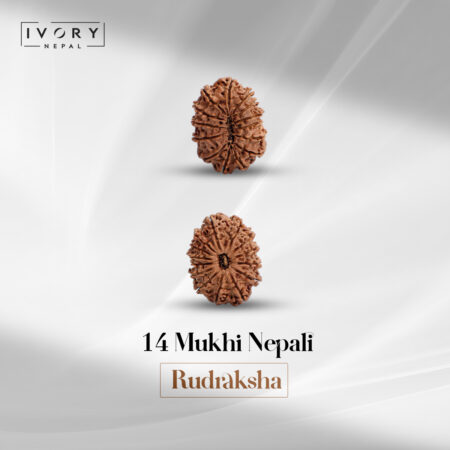 14 Mukhi Rudraksha Bead