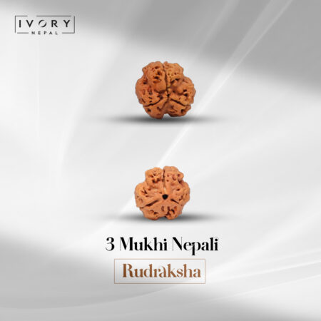 3 Mukhi Rudraksha Bead