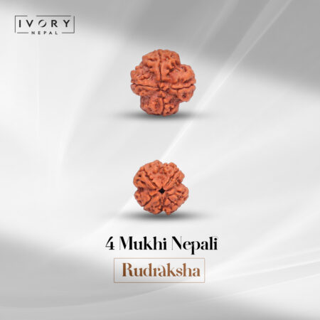 4 Mukhi Rudraksha Bead