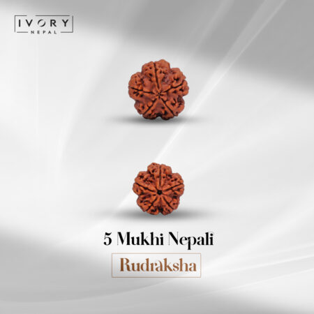 5 Mukhi Rudraksha Bead