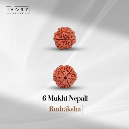 6 Mukhi Rudraksha Bead