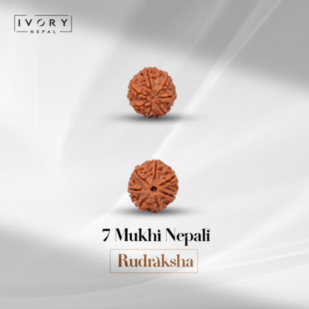 7 Mukhi Rudraksha Bead
