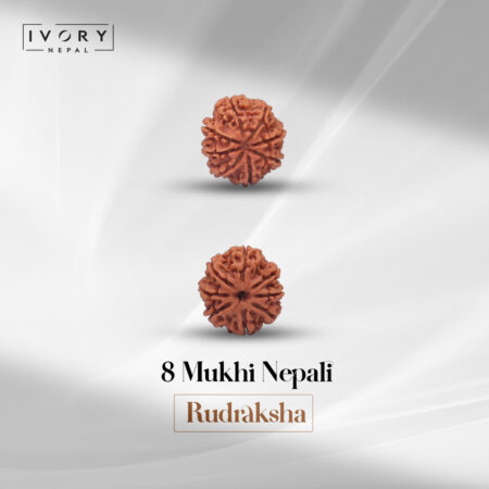 8 Mukhi Rudraksha Bead